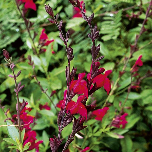 چطور مریم گلی را هرس کنیم؟